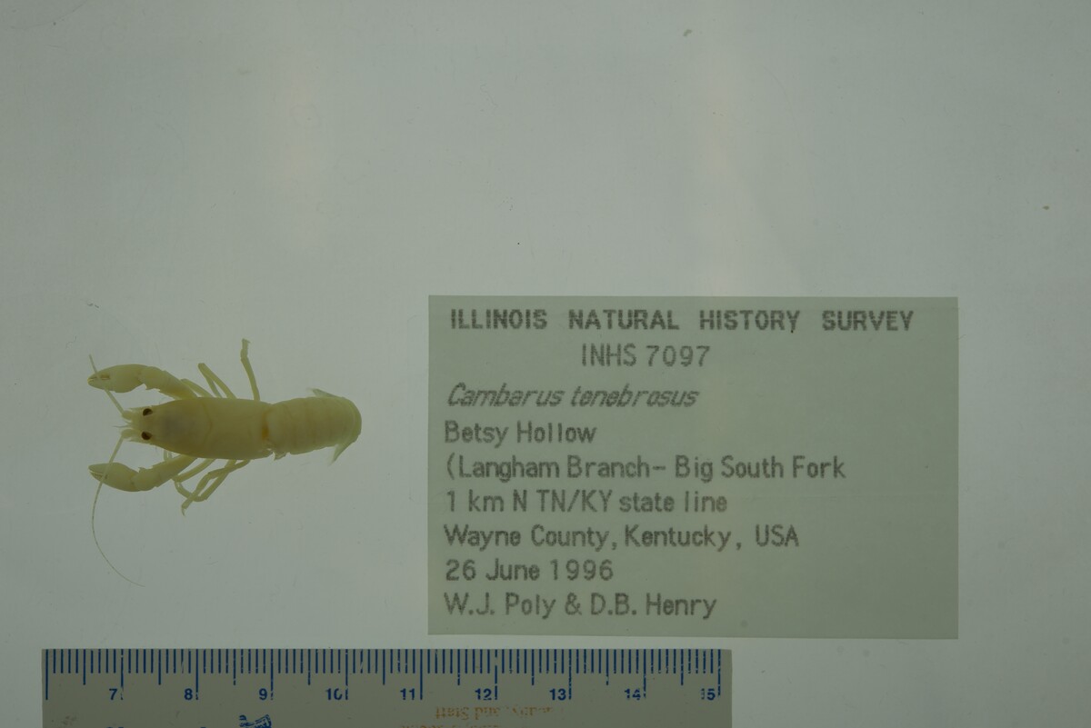 Cambarus tenebrosus image